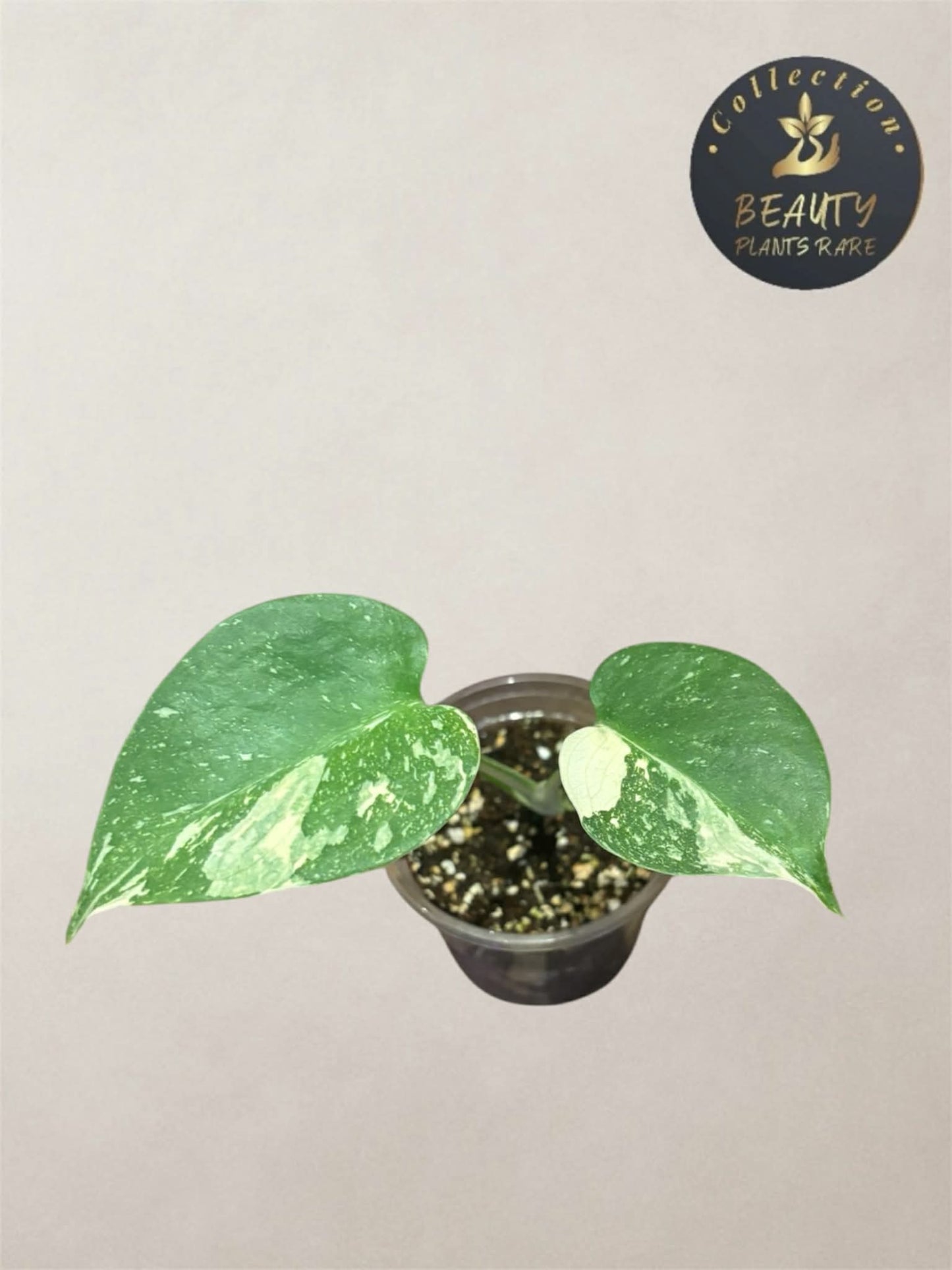 Monstera Thai Legacy TC