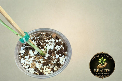 Epipremnum Teruno Love Song