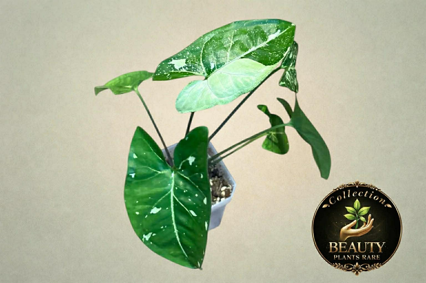 Syngonium Panda