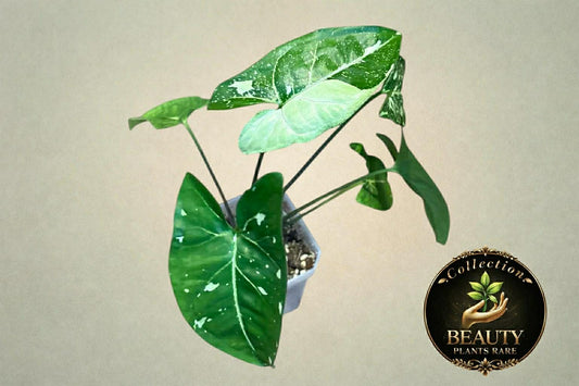 Syngonium Panda