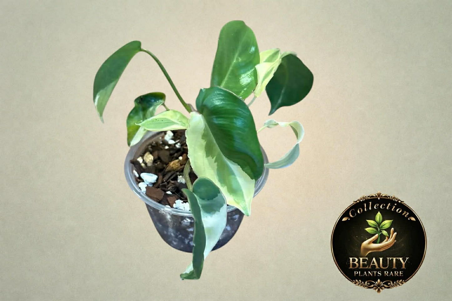 Philodendron Burle Marx Lava