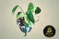 Philodendron Burle Marx Lava