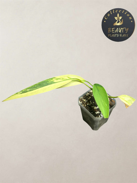 Epipremnum Giganteum Aurea