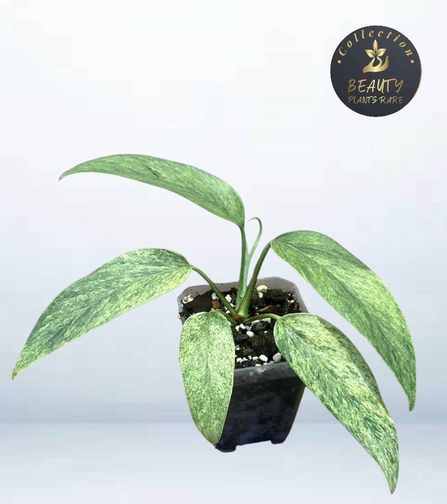 Epipremnum Pinnatum Mint