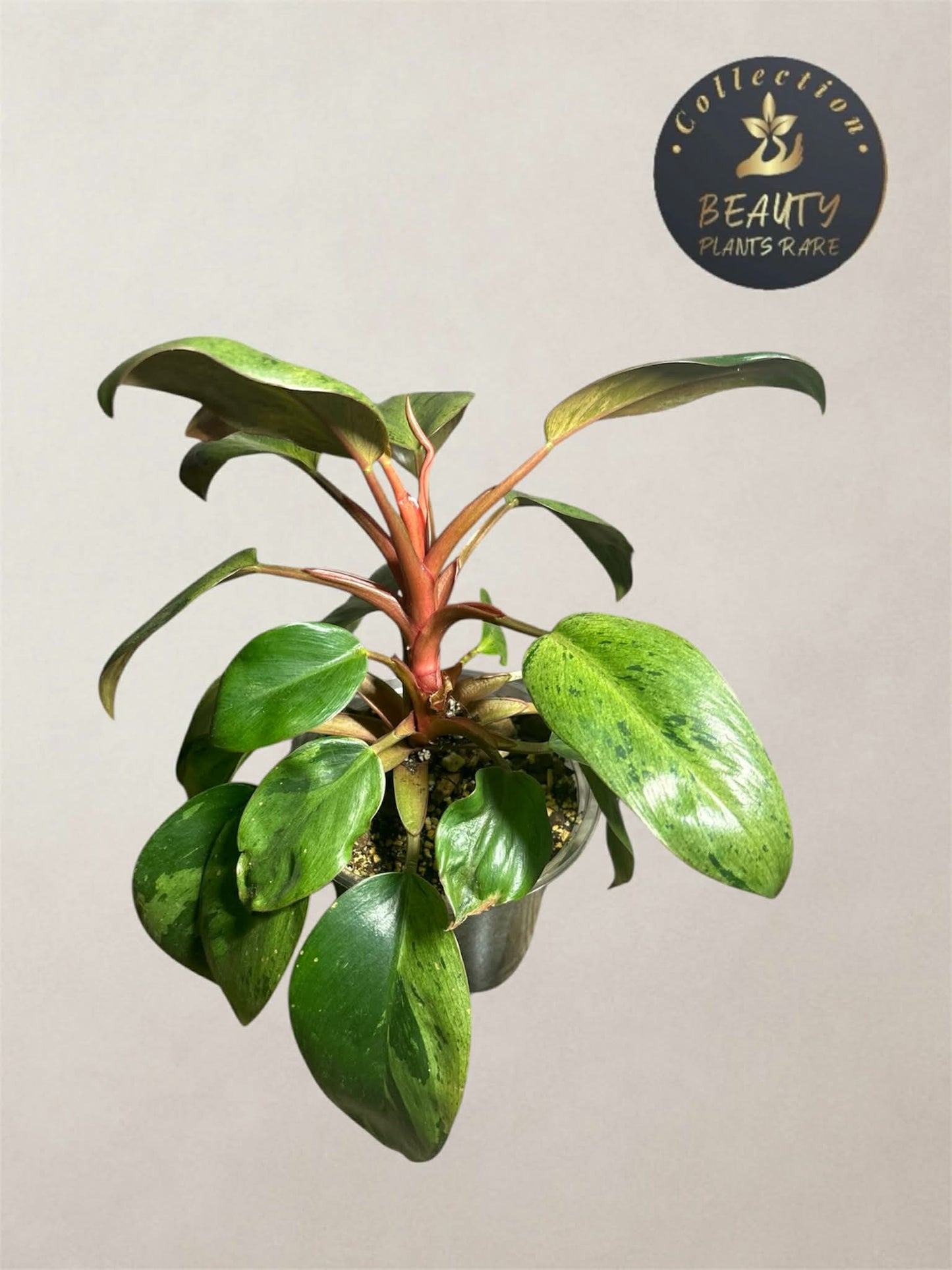 Philodendron Red Congo Dwarf