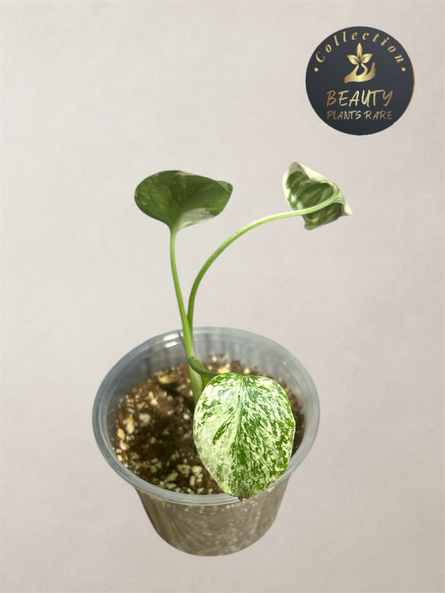 Monstera Thaï "White Snow" TC