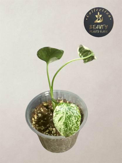 Monstera Thaï "White Snow" TC