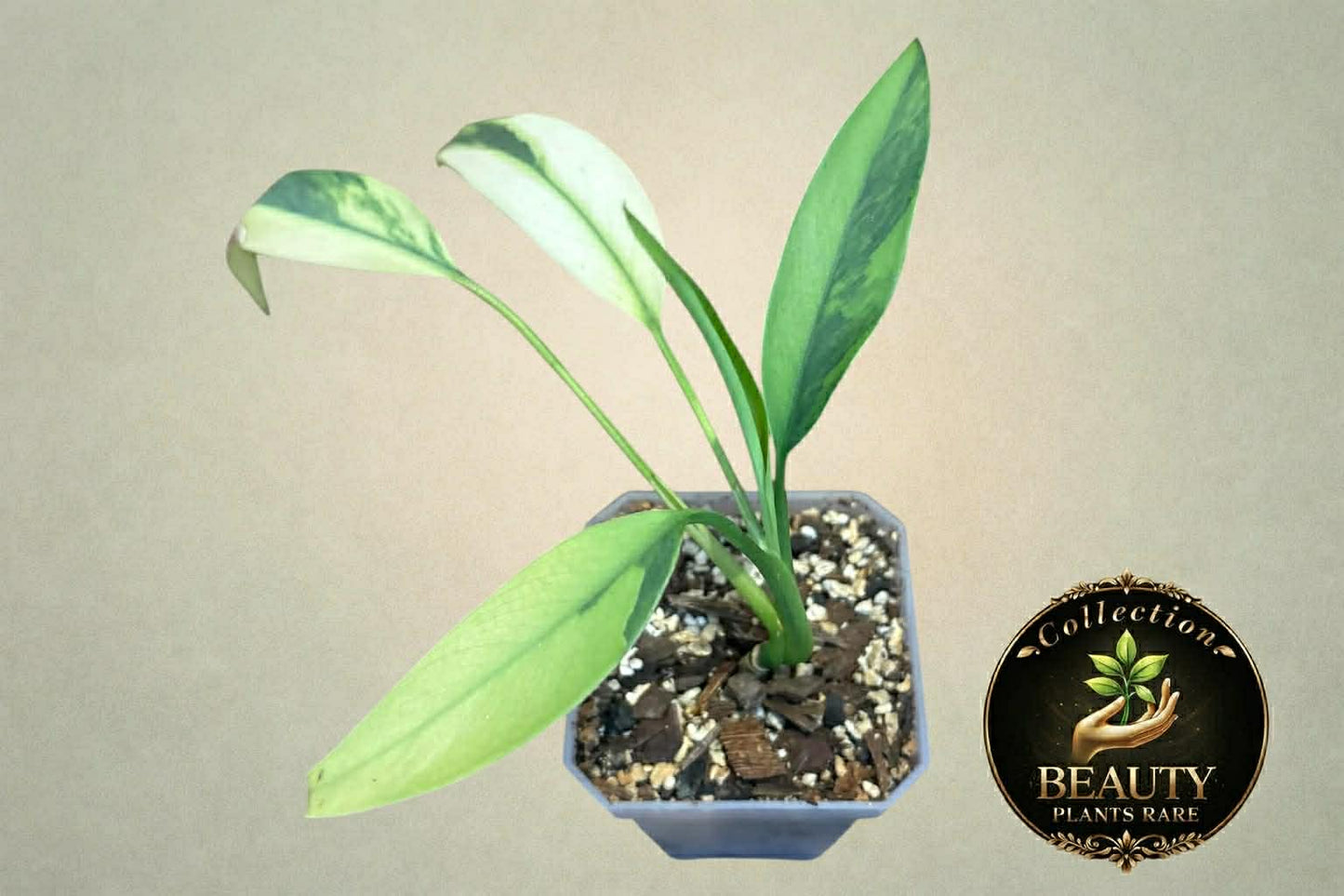 Epipremnum Giganteum Aurea