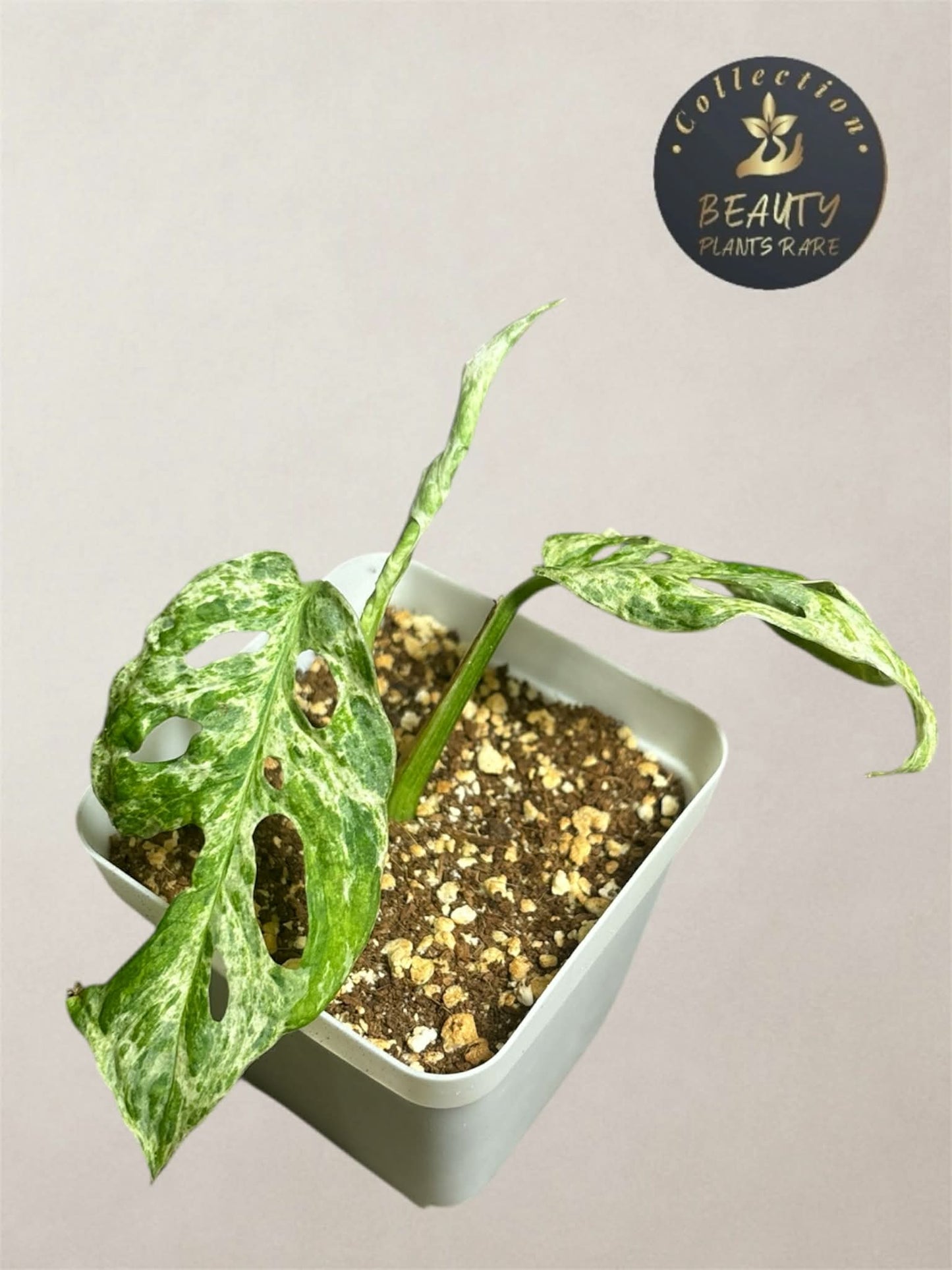 Monstera Laniata Mottled