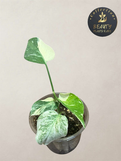 Monstera Thai Legacy TC