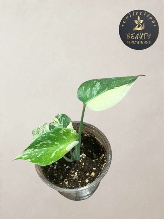 Monstera Thai Legacy TC