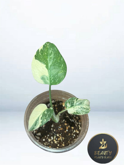 Monstera Thai Legacy TC