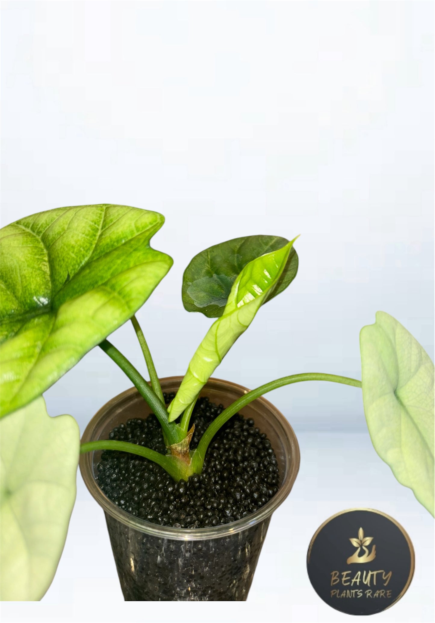 Alocasia Sinuata Mint