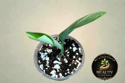 Scindapsus Rubicon