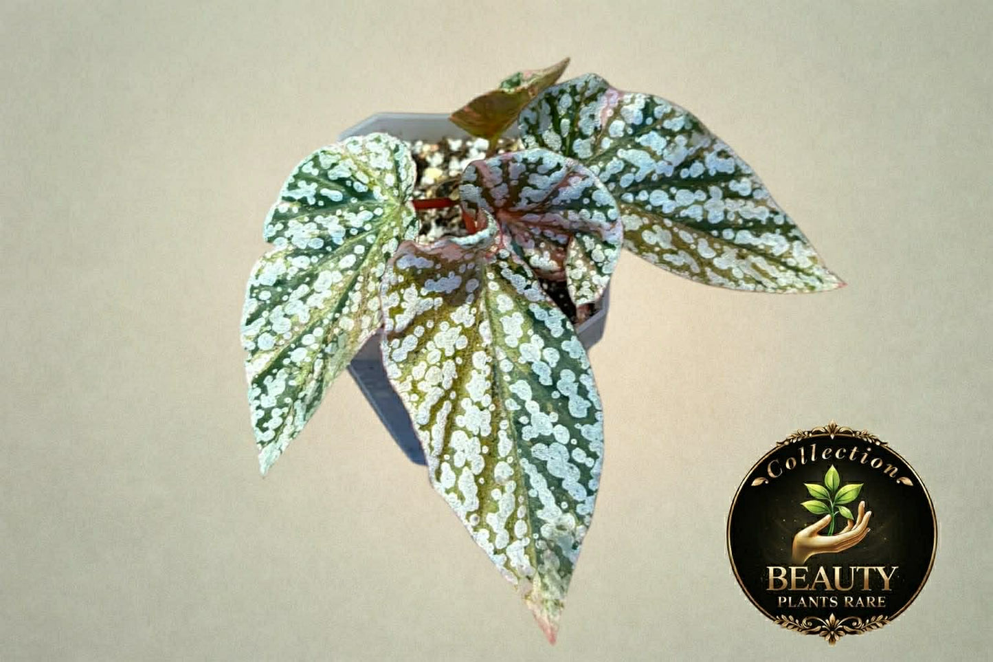 Begonia Snow Capped