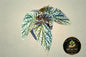 Begonia Snow Capped