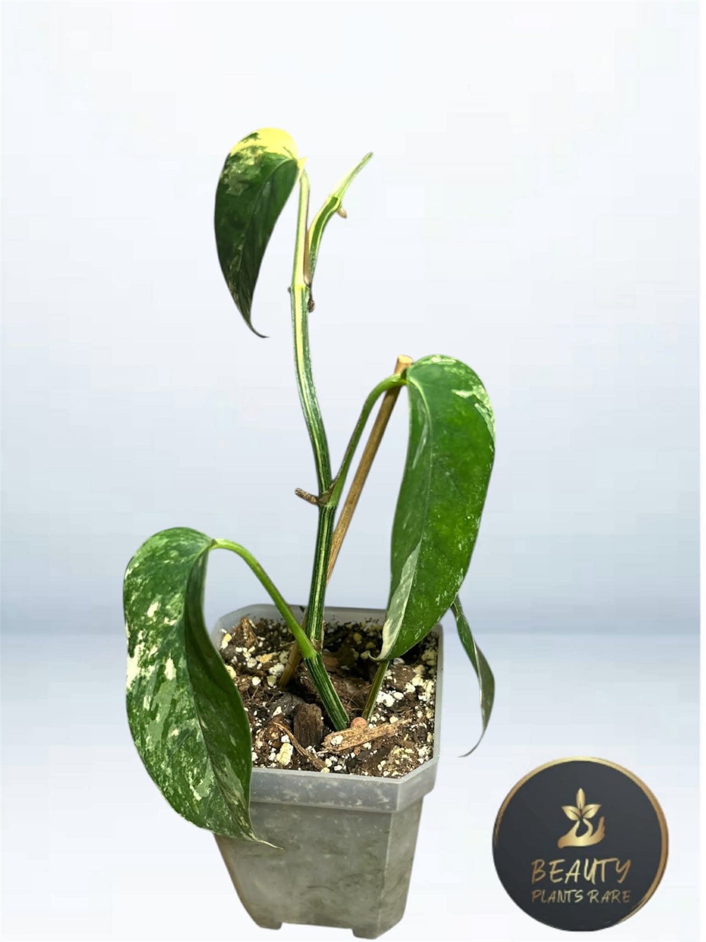 Epipremnum Pinnatum Albo