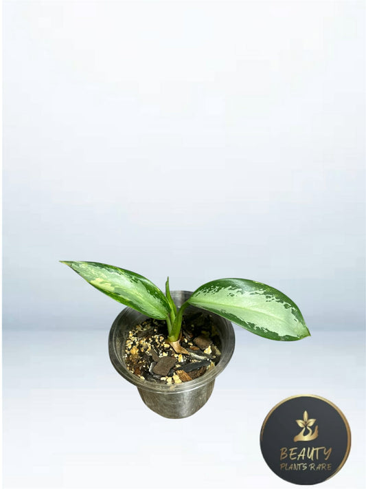 Aglaonema Suvarnabhumi variegated