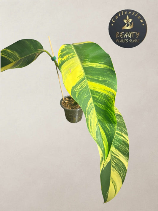 Epipremnum Giganteum Aurea