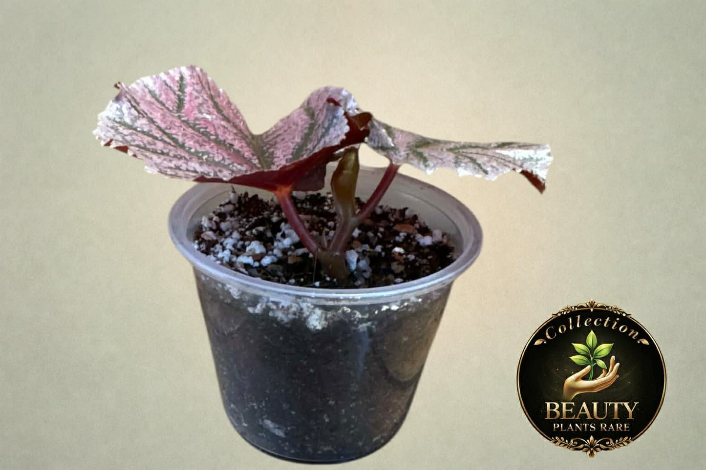 Begonia Maurice Amey
