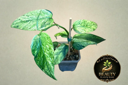 Epipremnum Pinnatum Lalahon