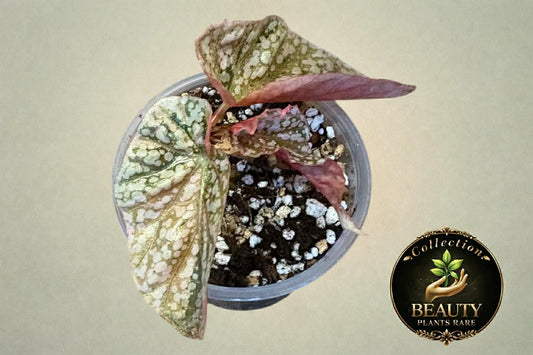 Begonia Snow Capped