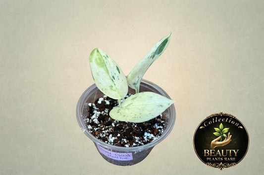 Scindapsus Silver Cloud Marble