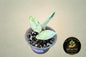 Scindapsus Silver Cloud Marble