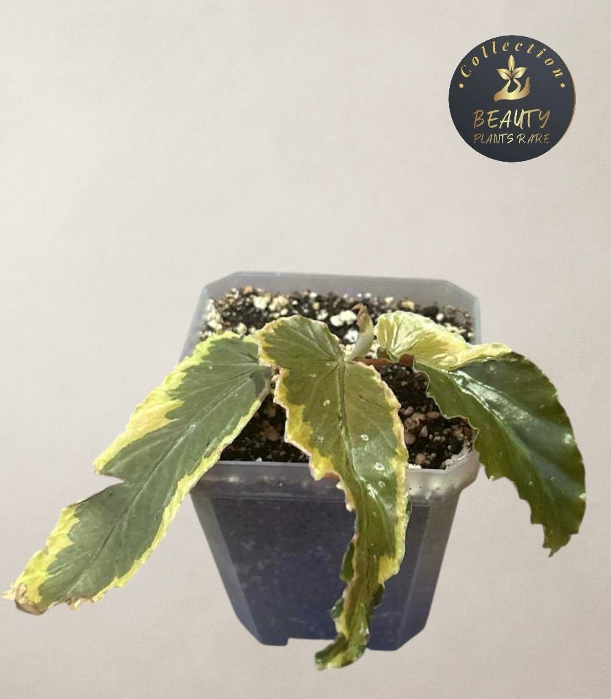 Begonia Dainty Sport variegated