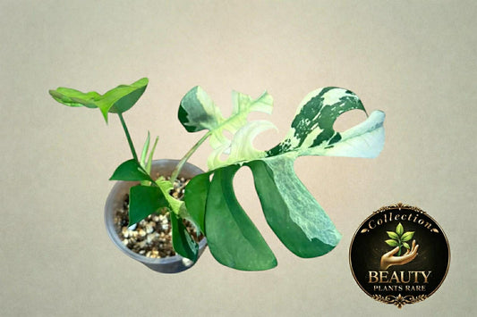 Raphidophora Tetrasperma White Monster