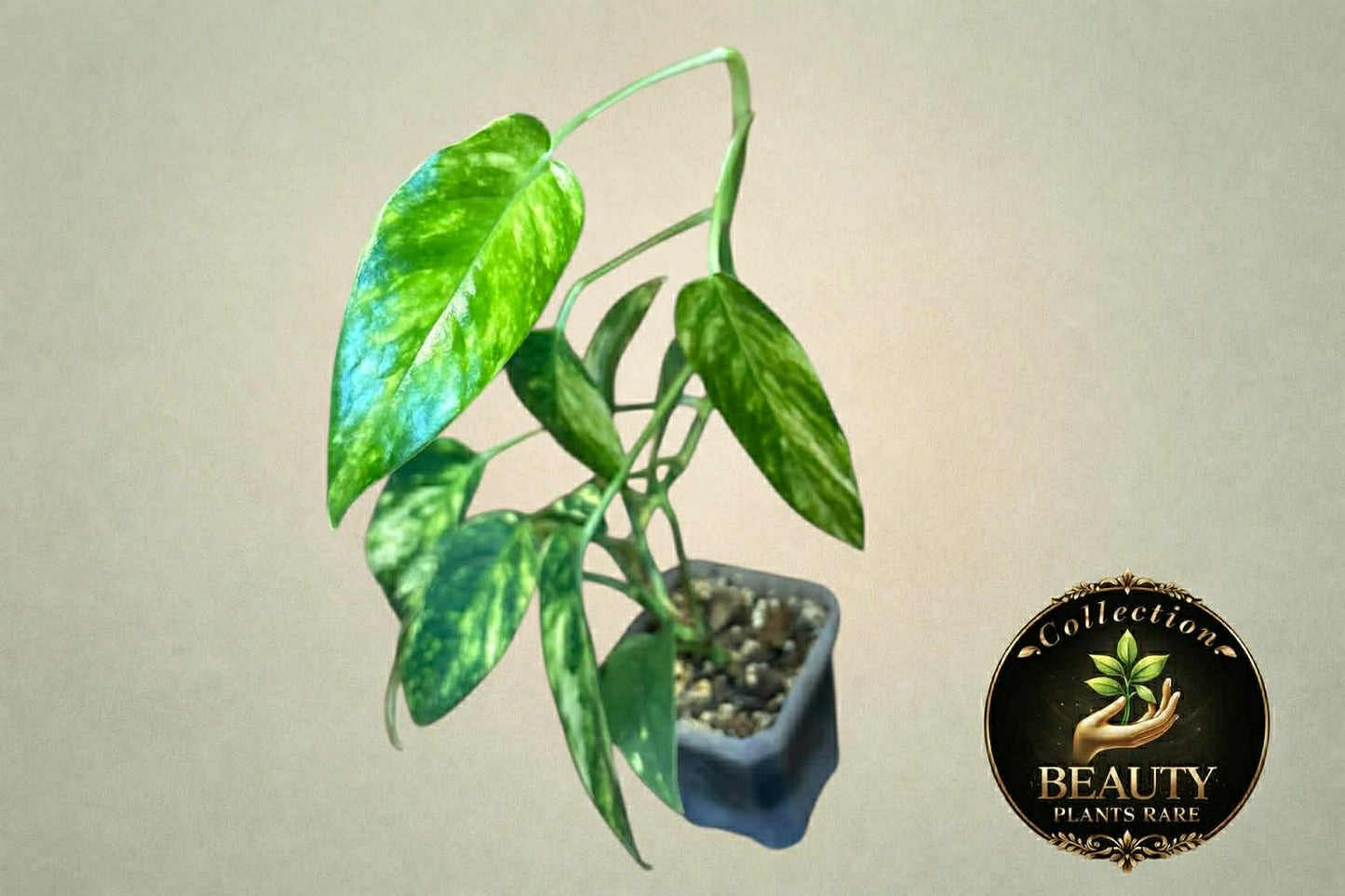Epipremnum Sunburst