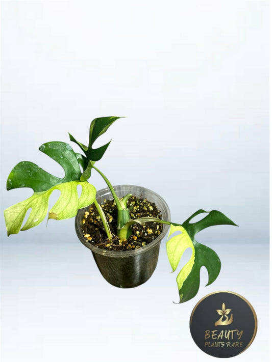 Raphidophora Tetrasperma variegated