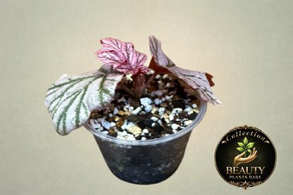 Begonia Lamoon