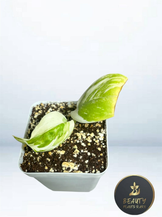 Scindapsus Treubii moonlight Albo