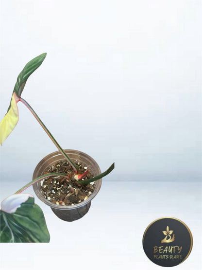 Philodendron Gloriosum Albo Type 1