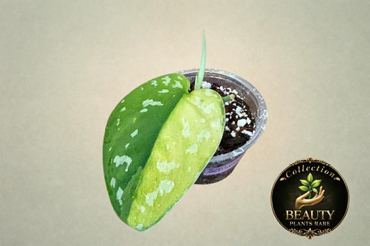 Scindapsus Sentarum variegated