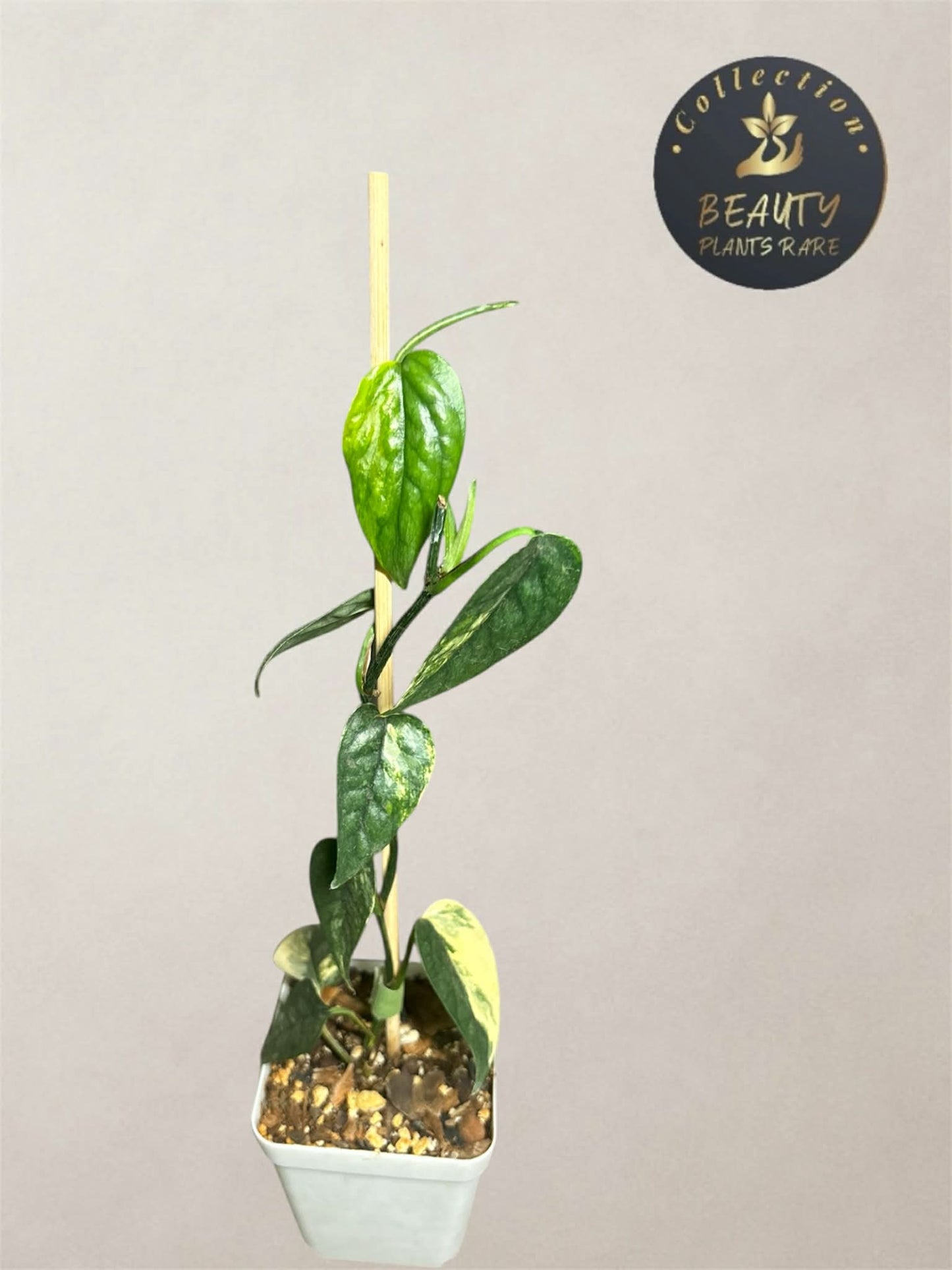 Epipremnum Cebu Blue Aurea