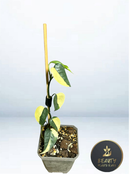 Epipremnum Cebu Blue Aurea