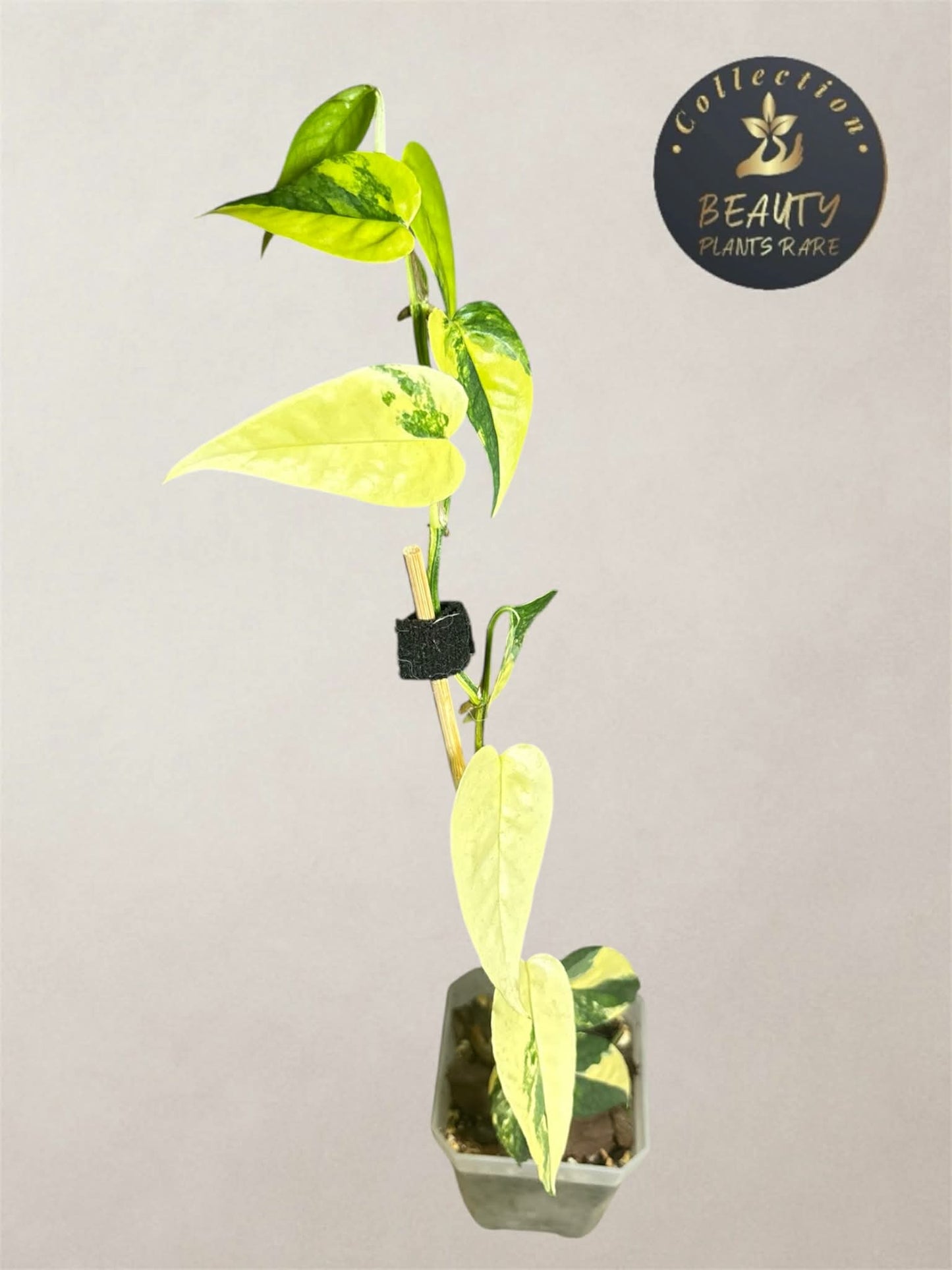 Epipremnum Cebu Blue Aurea