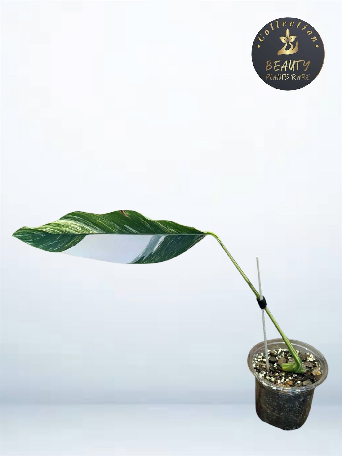 Epipremnum Giganteum Aurea