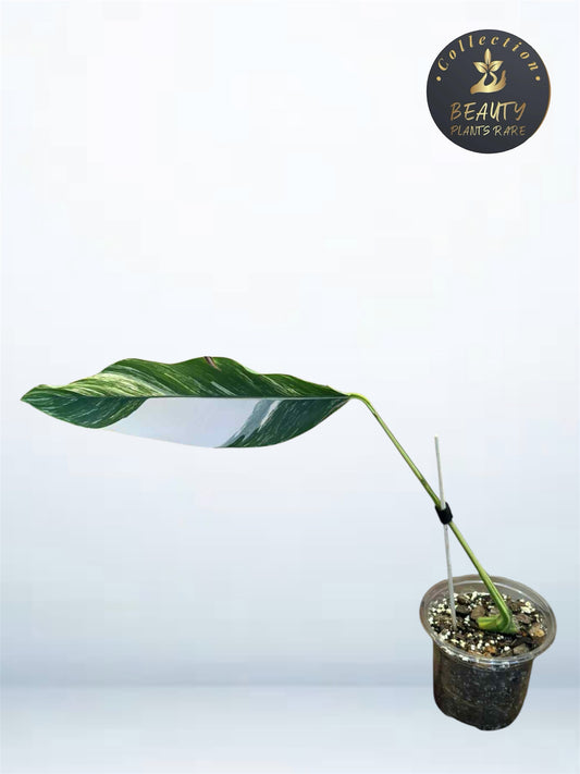 Epipremnum Giganteum Aurea