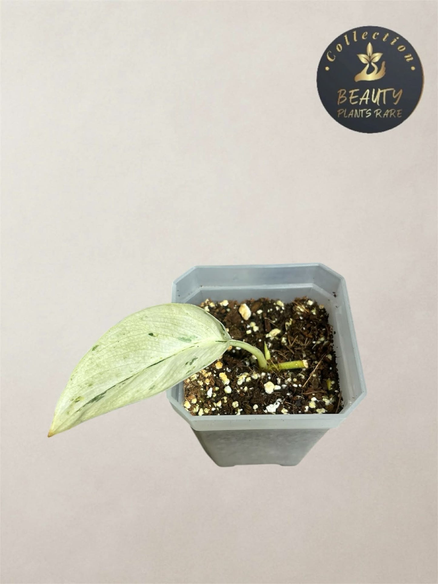 Scindapsus Silver cloud marble