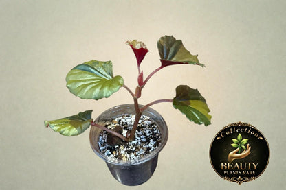 Begonia Cucullata Aurea