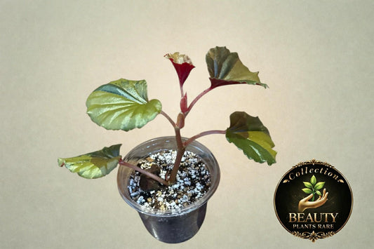 Begonia Cucullata Aurea