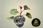 Begonia Cucullata Aurea