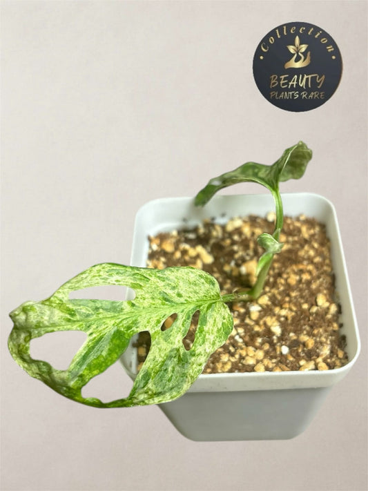 Monstera Laniata Mottled