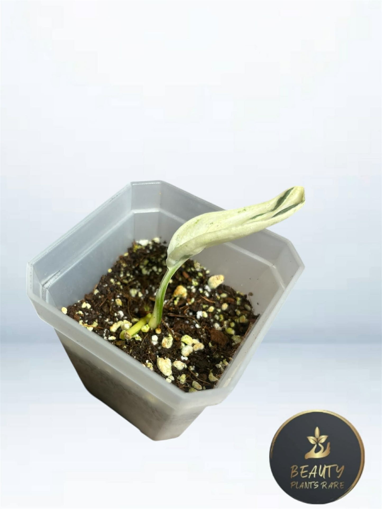 Scindapsus Silver Cloud Marble