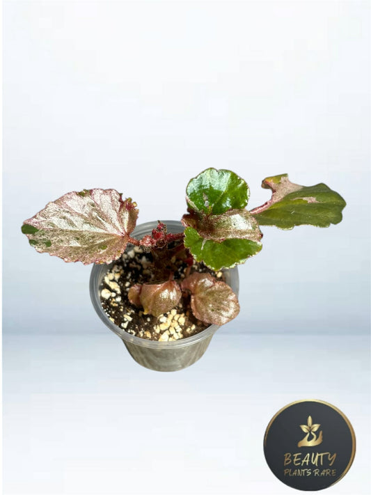 Begonia Cucculata Pink