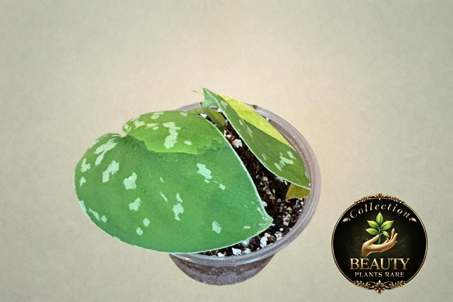 Scindapsus Sentarum variegated