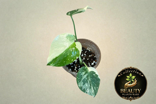 Monstera Thai Legacy Tc